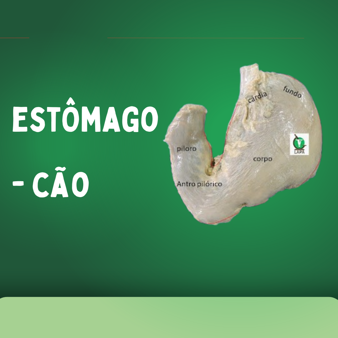 Estomago