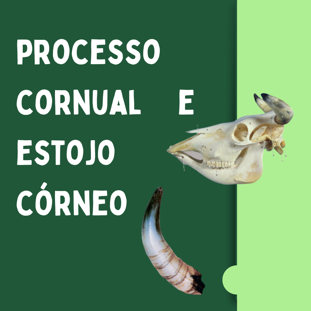 Corno