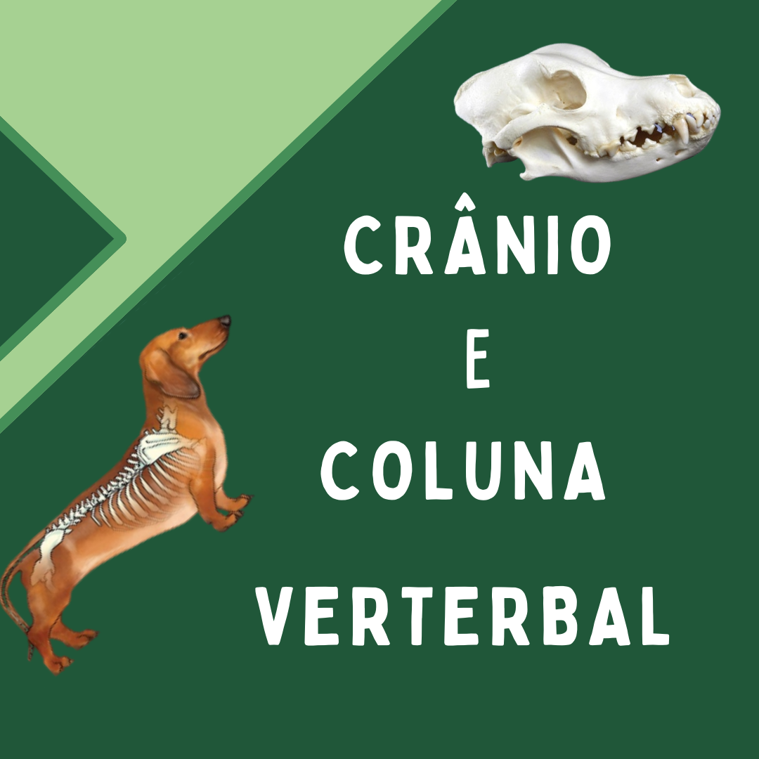 Cranioecoluna