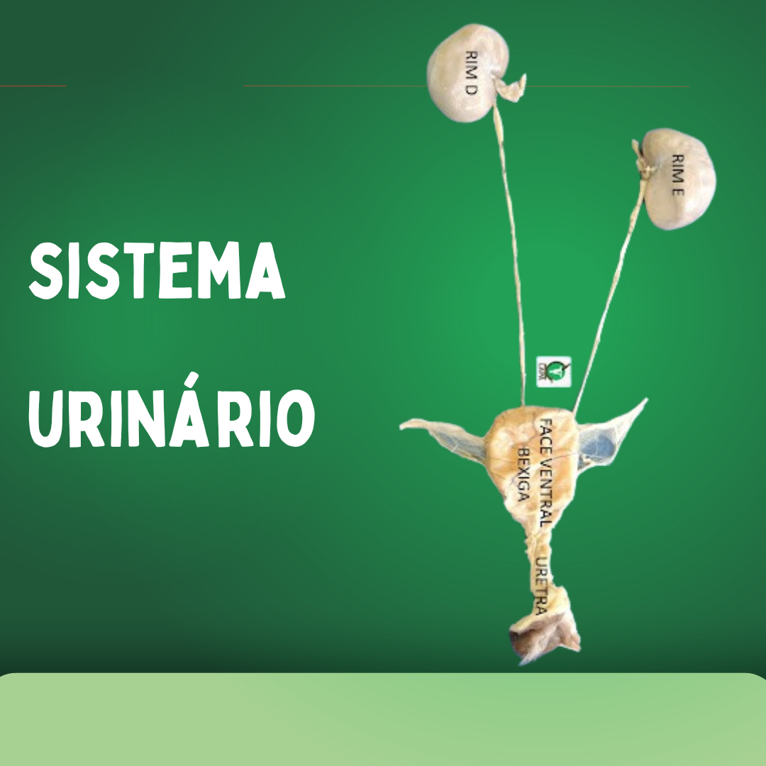 Urinário