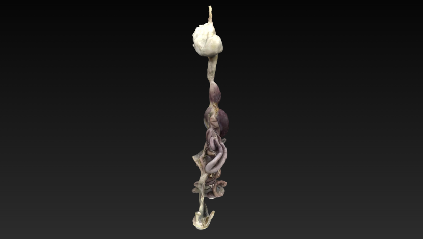 Sistema Respiratório