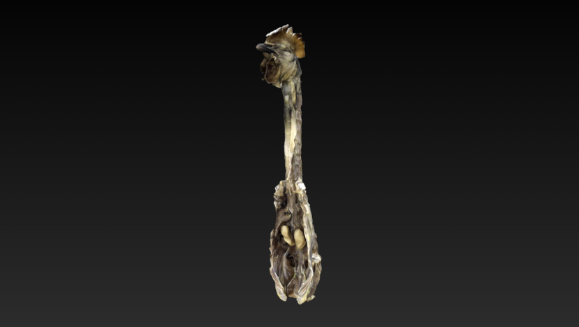 Reprodutor Masculino