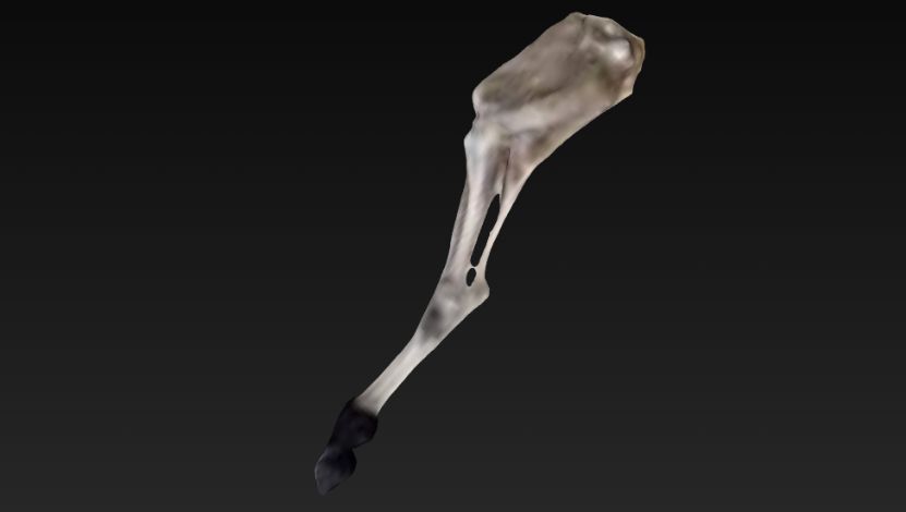 Membro Pélvico Profundo