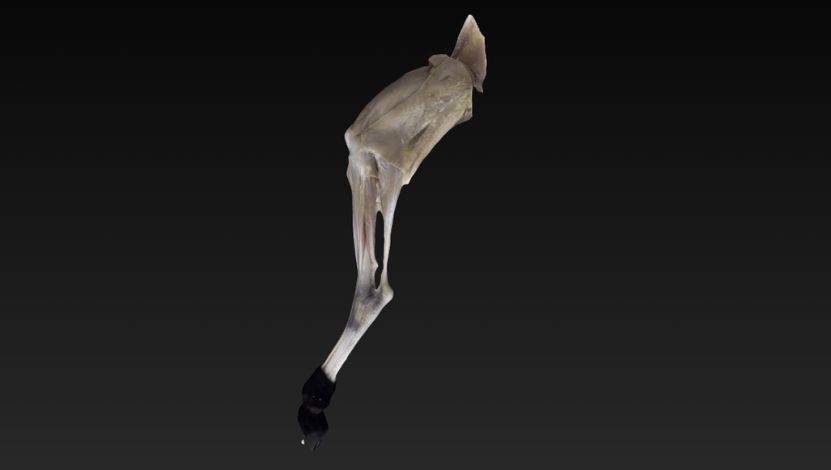 Membro Pélvico Superficial