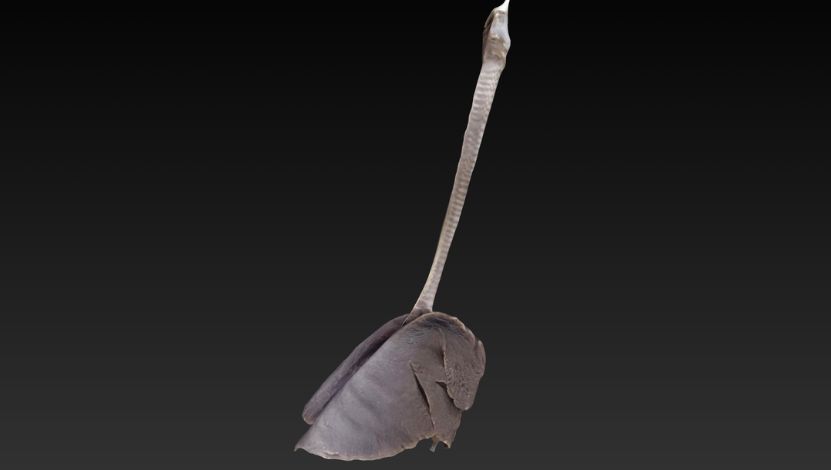 Sistema Respiratório