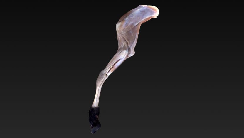 Membro Torácico Superficial